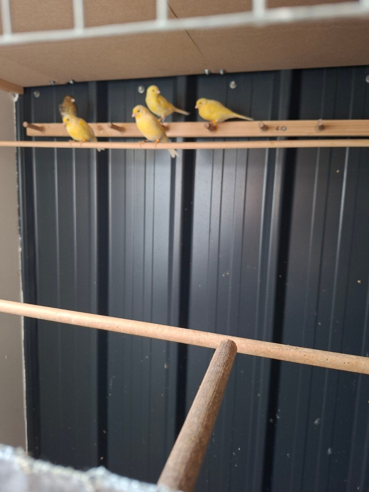 kanaries, Dieren en Toebehoren