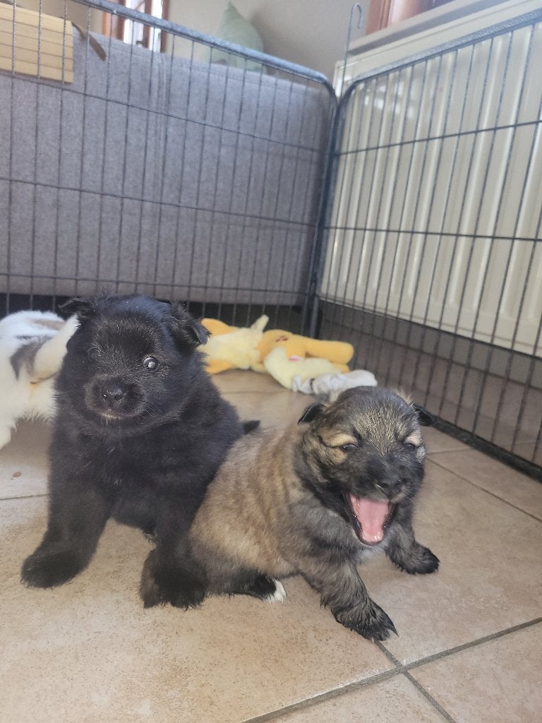 Loulou/Spitz Allemand, Animaux & Accessoires, Particulier, Loulou, 8 à 15 semaines, Plusieurs