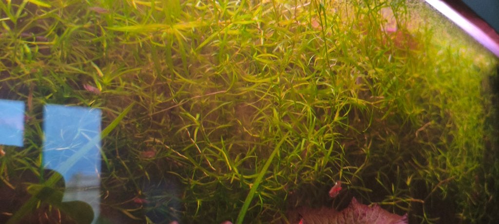 Guppys, Vis, Zoetwatervis