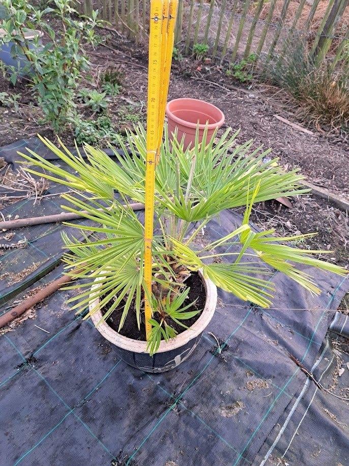 De Chamaerops Humilis, of de Europese Dwergpalm., Autres espèces, Ne fleurit pas, Plein soleil, Enlèvement