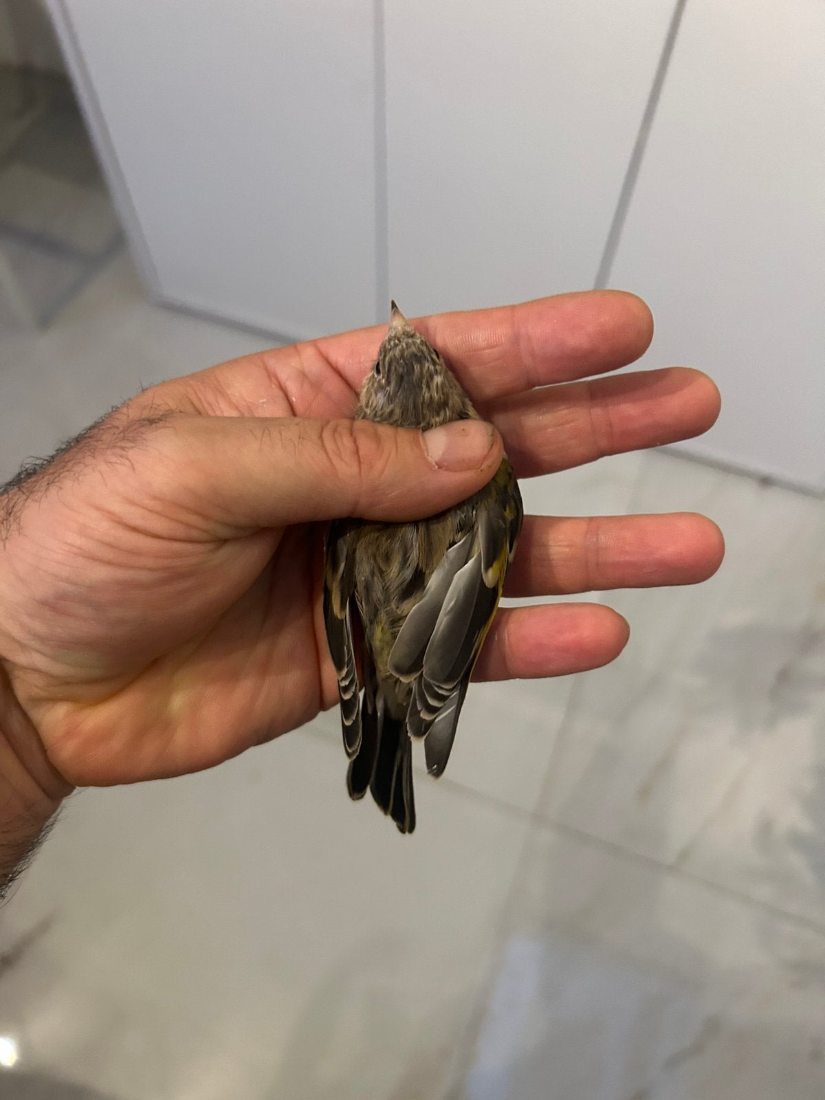 Metes Goldfinch x Canary, Animaux & Accessoires