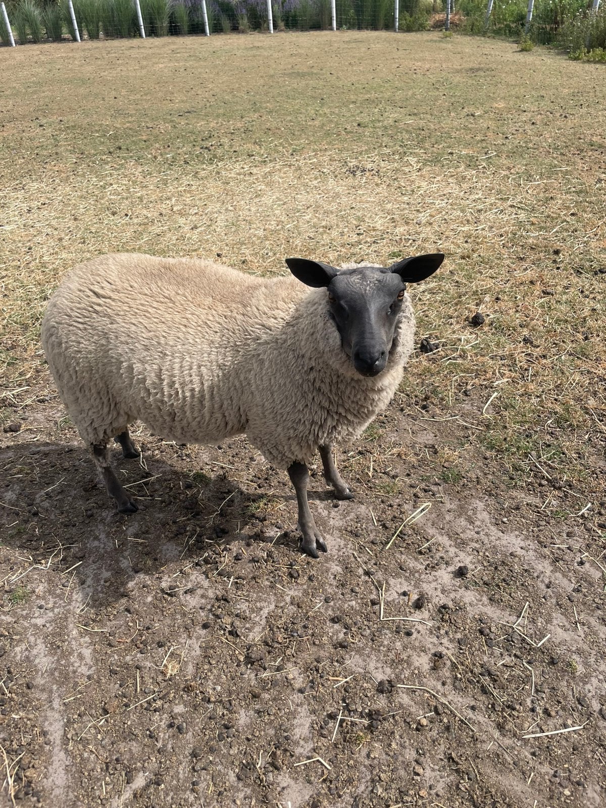 Schapen, Dieren en Toebehoren