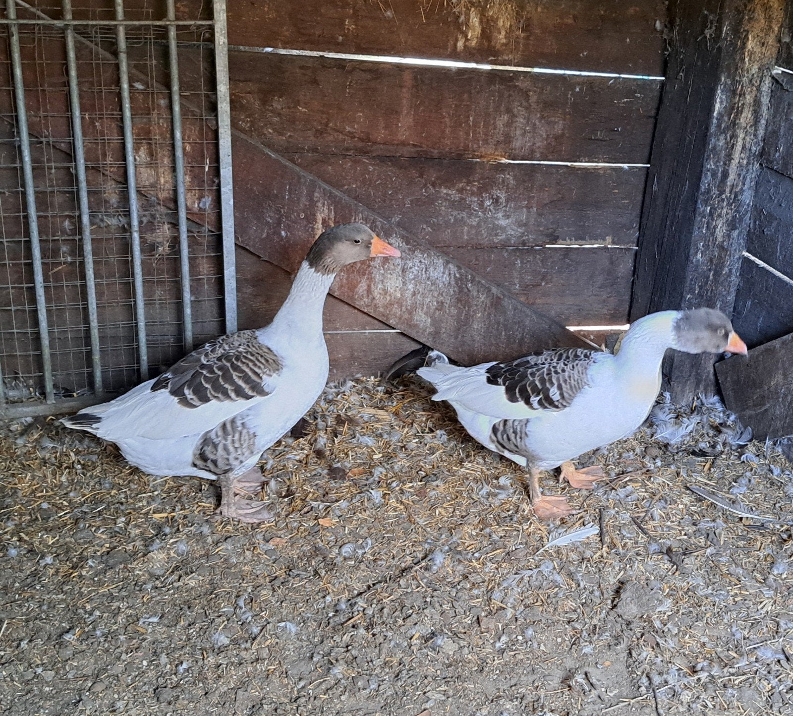 Vlaamse ganzen, 2 vrouwtjes, Dieren en Toebehoren, Pluimvee