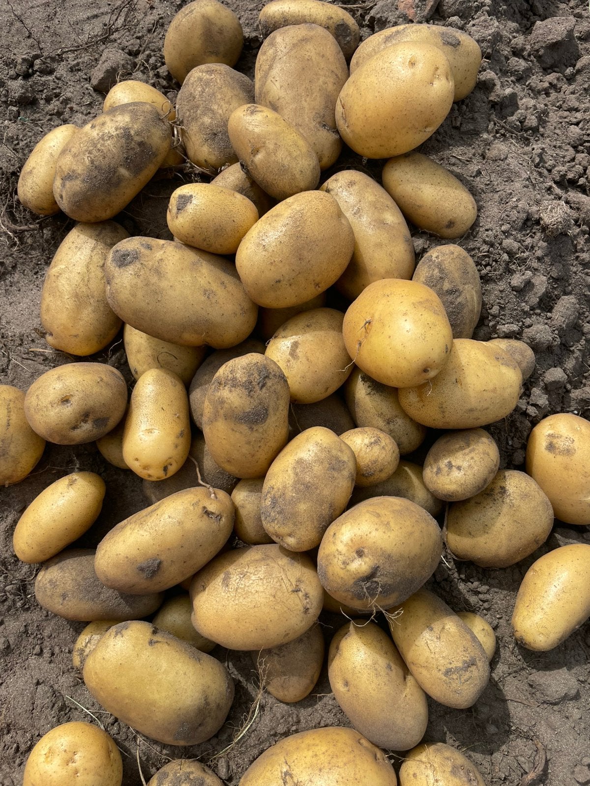 Verse vroege aardappelen, Diversen, Ophalen