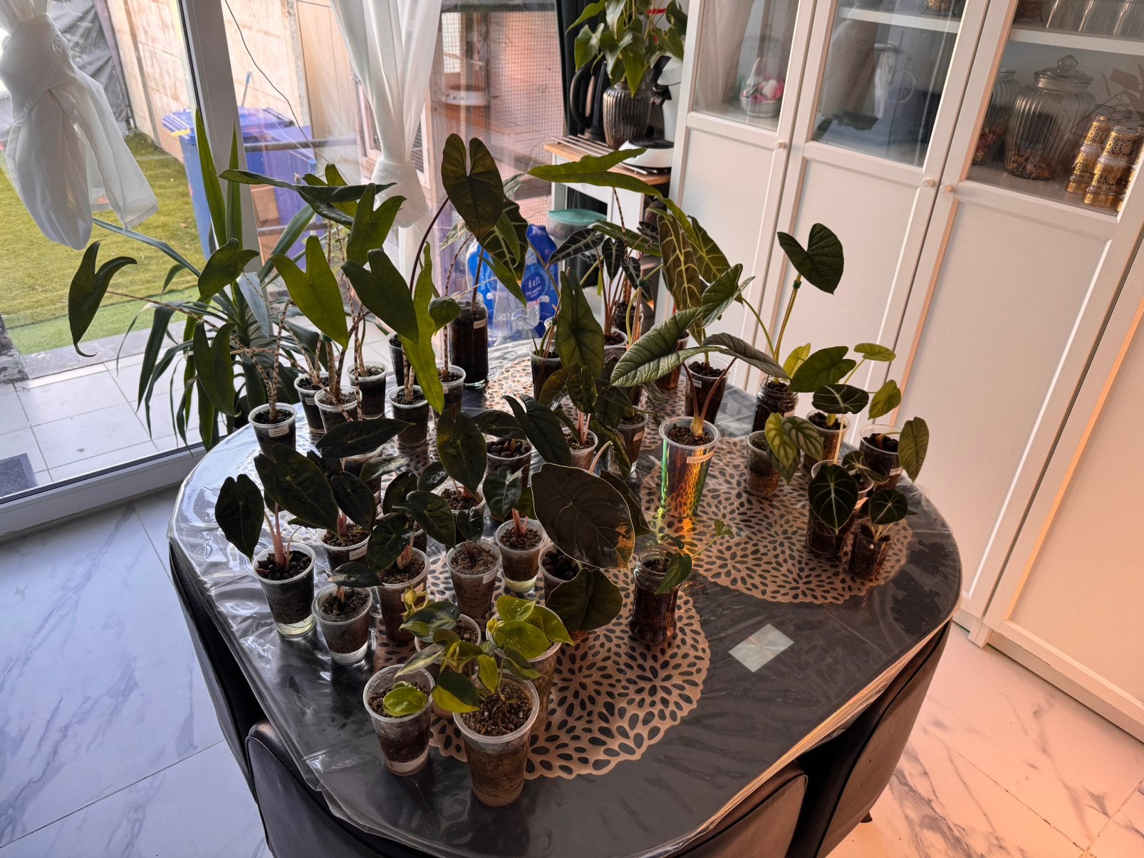Plantenverkoop alocasia's  3,50€ per plant, Enlèvement