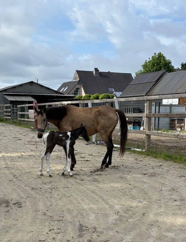 Valk merrie met zangersheide  papieren, Jument, M