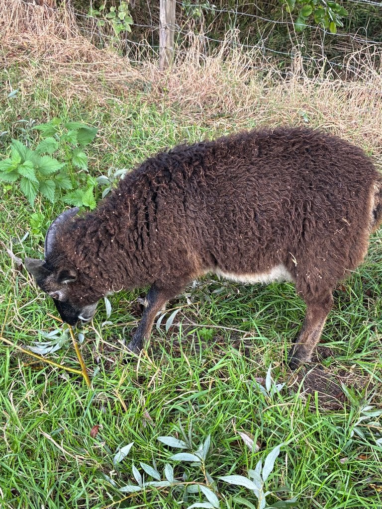 Jonge soay ram, Dieren en Toebehoren