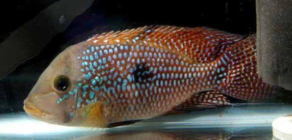 cichlides geophagus bresiliance amerikaanse