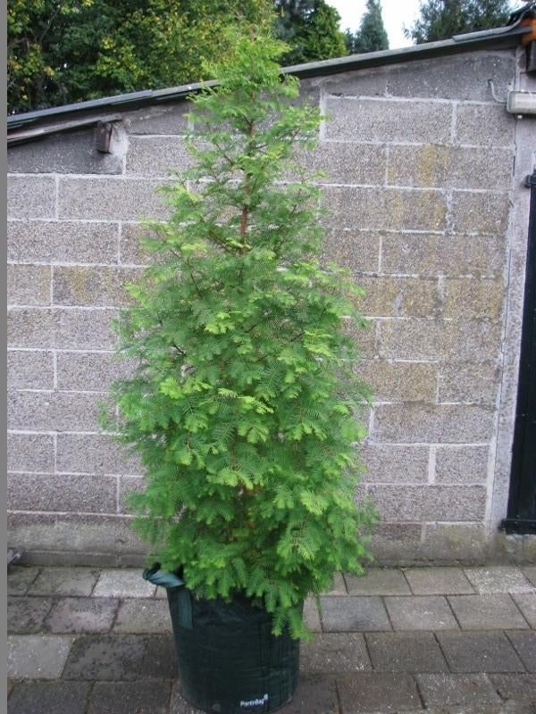 Metasequoia glyptostroboides / watercipres: levend fossiel!, Tuin en Terras, Bloeit niet, Overige soorten, 100 tot 250 cm, Ophalen
