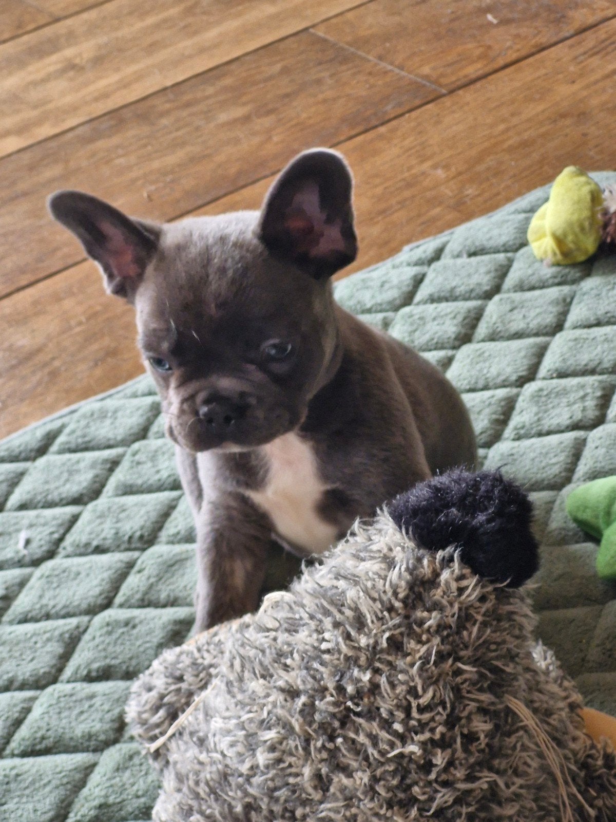 Garçon bouledogue français, Animaux & Accessoires, Chiens | Bouledogues, Pinschers & Molossoïdes, Chien (mâle), Bouledogue, Éleveur | Loisir