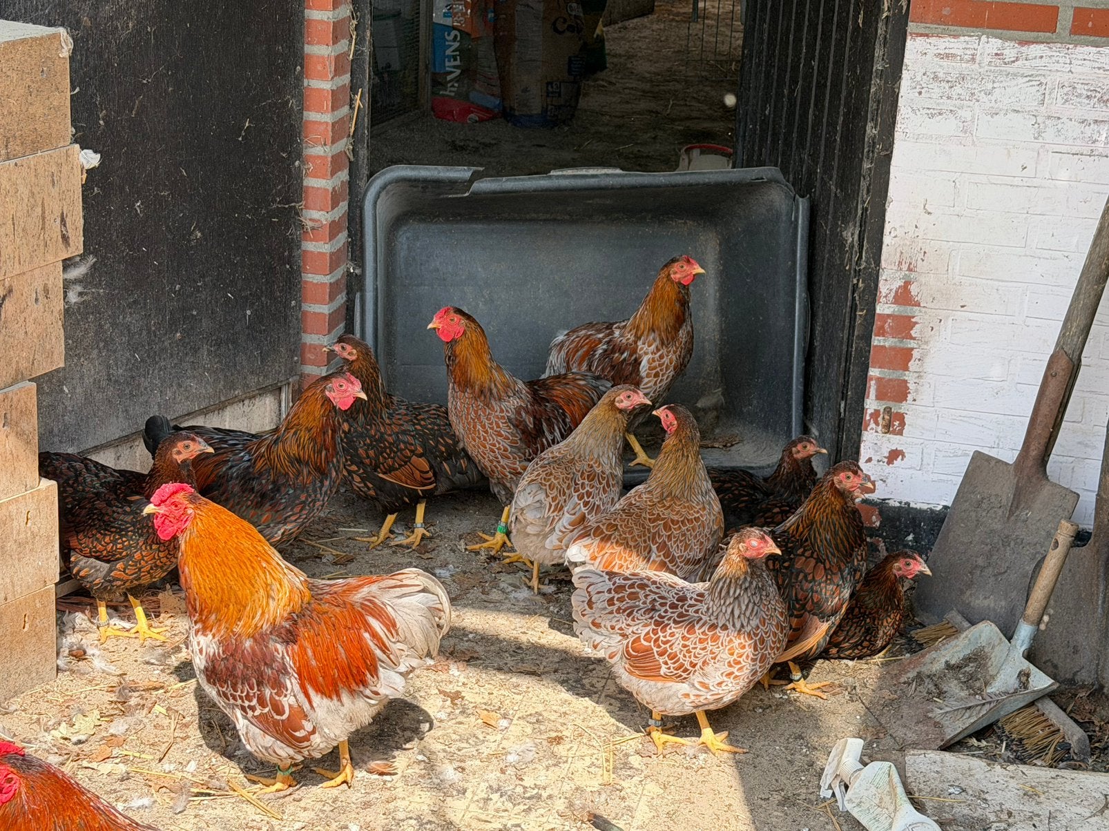 Wyandotte krielen, Dieren en Toebehoren