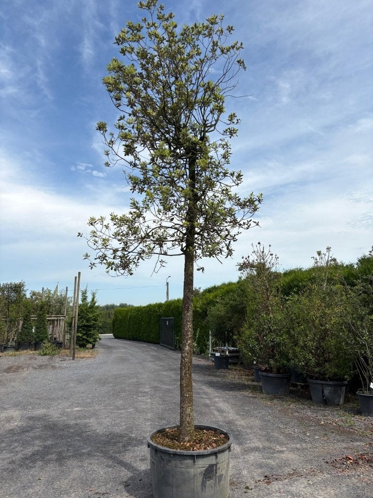 Quercus ilex hoogstam 35/40, Tuin en Terras, Planten | Bomen, Ophalen, In pot, Overige soorten, 400 cm of meer