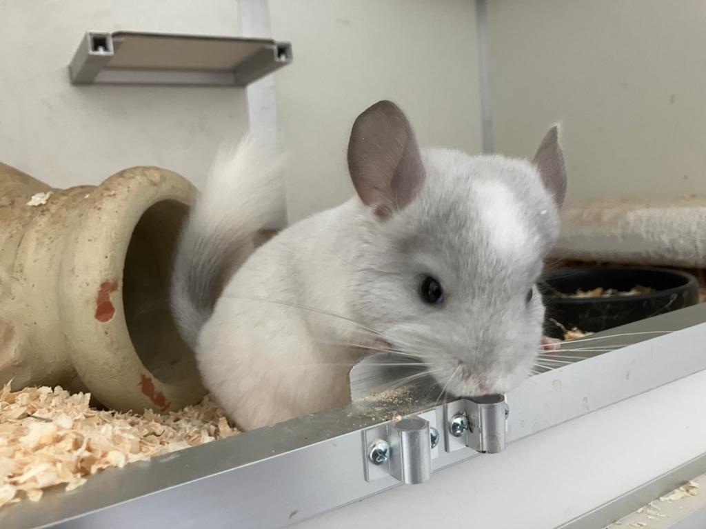 Zeer mooi chinchilla vrouwtje, wit violet ebony RPAd BDd, Maart, Chinchilla, Vrouwelijk, Tam