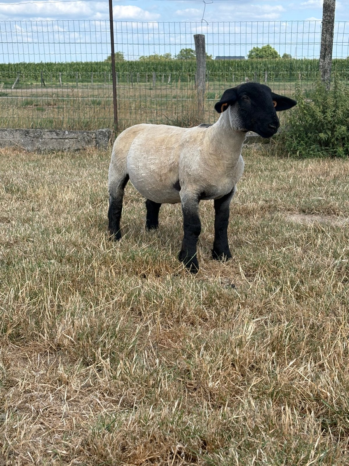 Suffolk ooilam te koop, Animaux & Accessoires, Moutons, Chèvres & Cochons, Mouton, Femelle, 0 à 2 ans