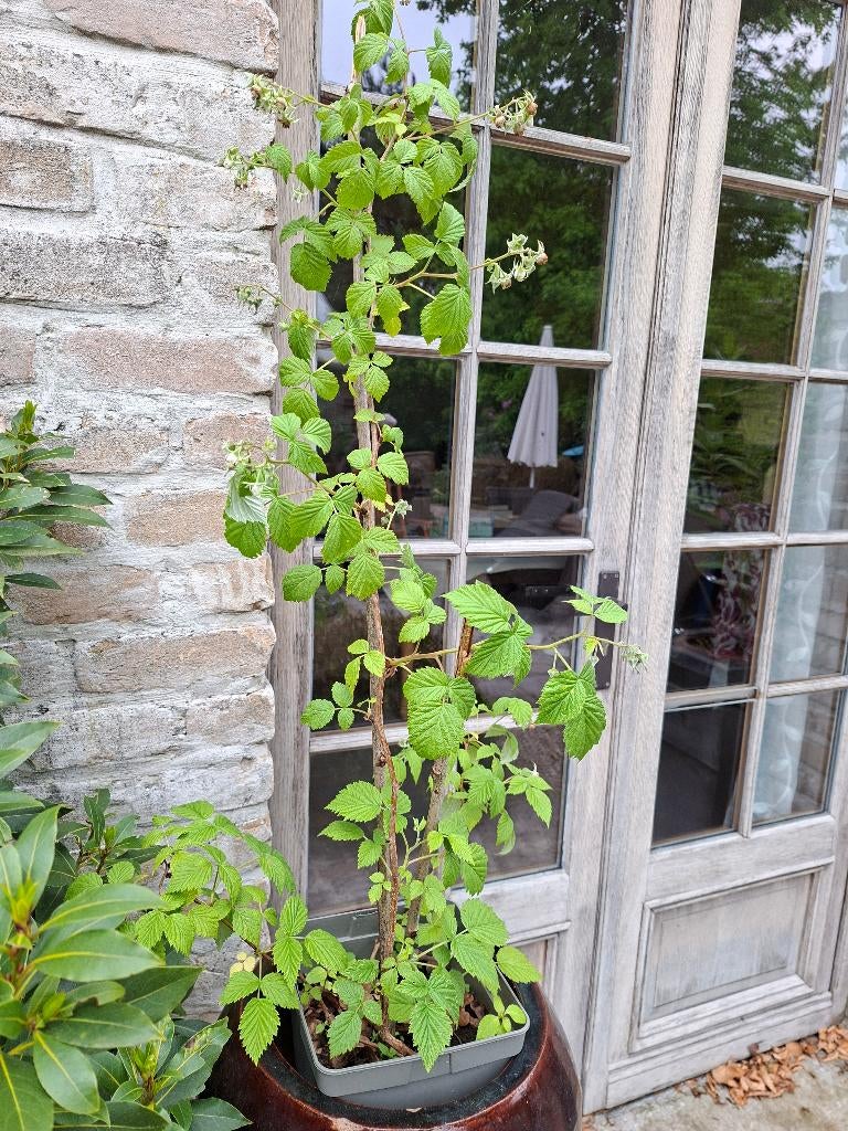 Frambozenplanten in pot voor op terras, nu al frambozen  Planten |  Tuinplanten  2dehands