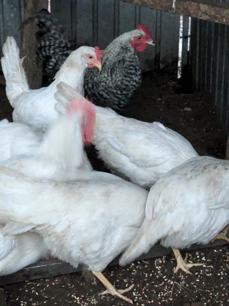 witte leghorn, Dieren en Toebehoren, Pluimvee