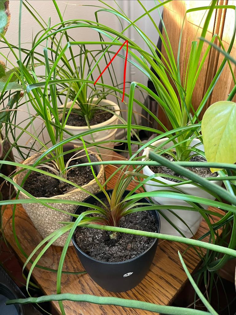 Kamerplanten, Autres espèces, En pot, Moins de 100 cm, Enlèvement