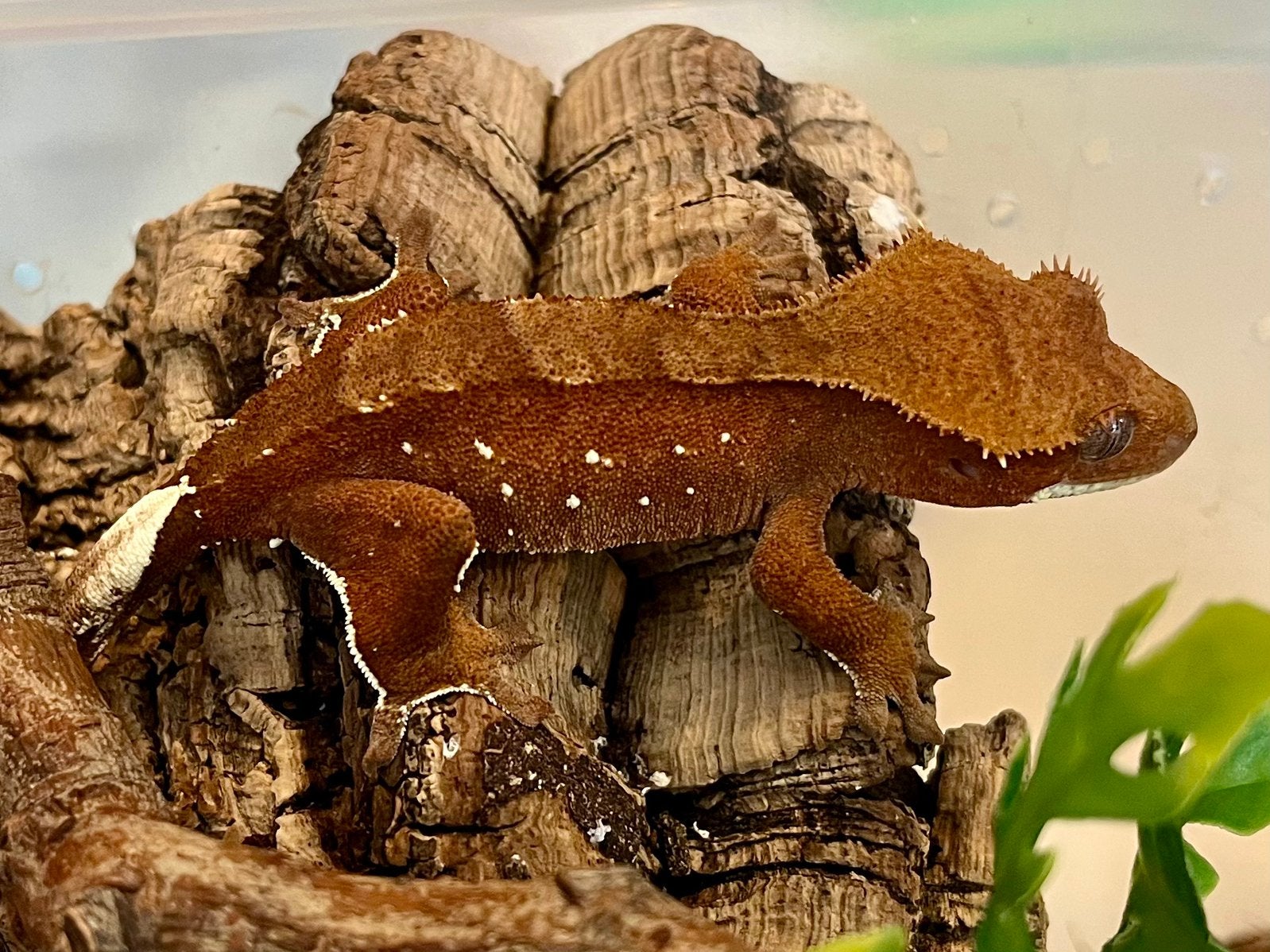 0.1 red bicolor wimpergekko, ciliatus, Dieren en Toebehoren, Reptielen en Amfibieën