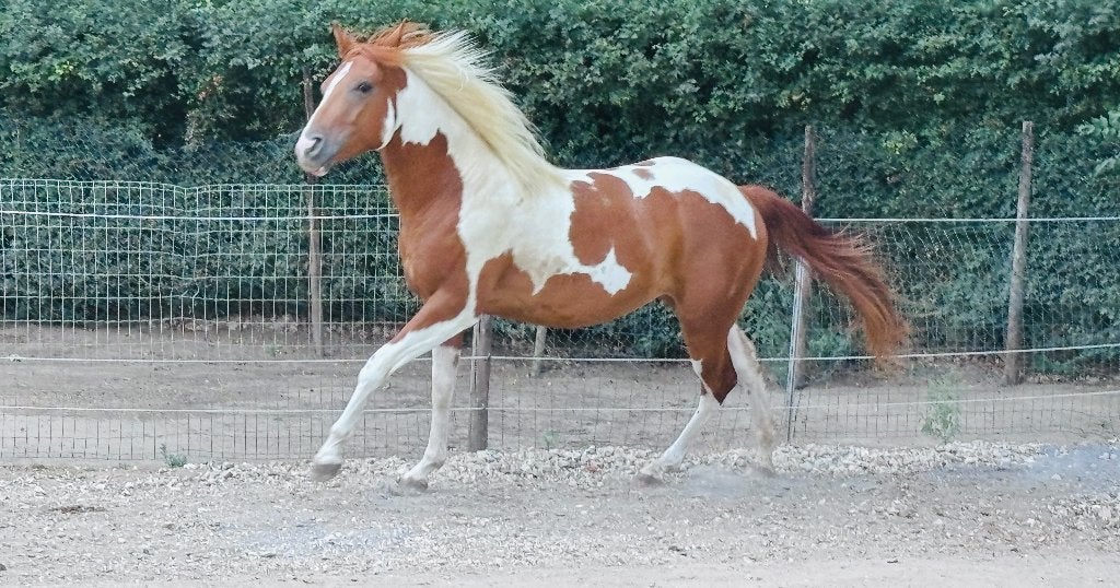 Paint horse ruin 03-05-2023, Minder dan 160 cm, Met stamboom, Ruin, 3 tot 6 jaar