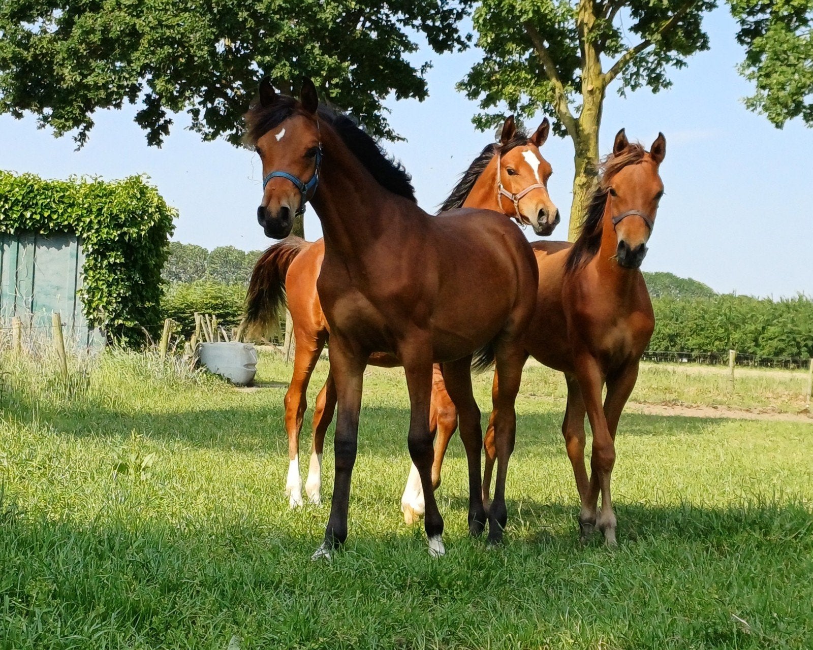 3 jaarlingen D-pony hengsten, Dieren en Toebehoren, Paarden, Hengst, Onbeleerd, 0 tot 2 jaar, Gechipt, Ontwormd