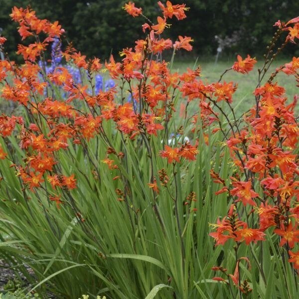 Crocosmia -Montbretia, Ophalen, Zomer, Vaste plant, Volle zon
