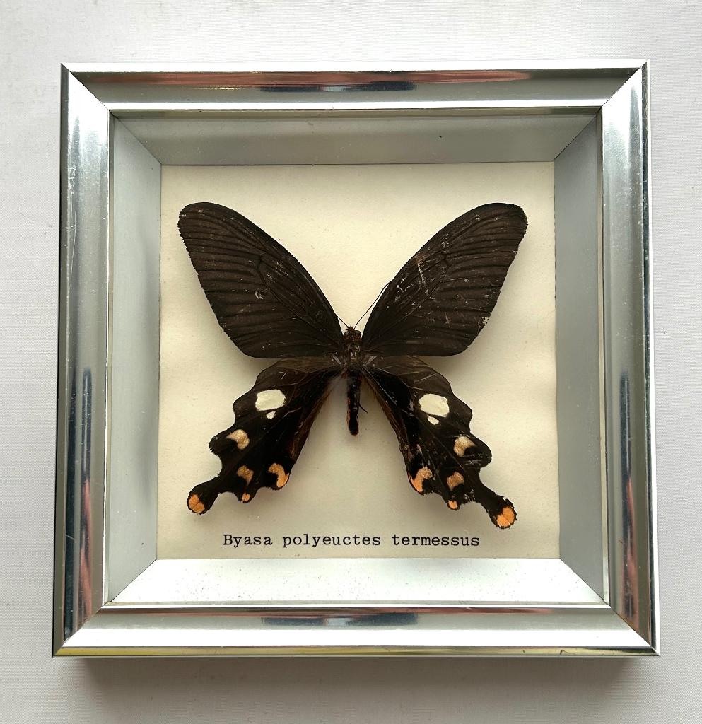 tropische vlinder in kader - Byasa polyeuctes termessus, Ophalen of Verzenden