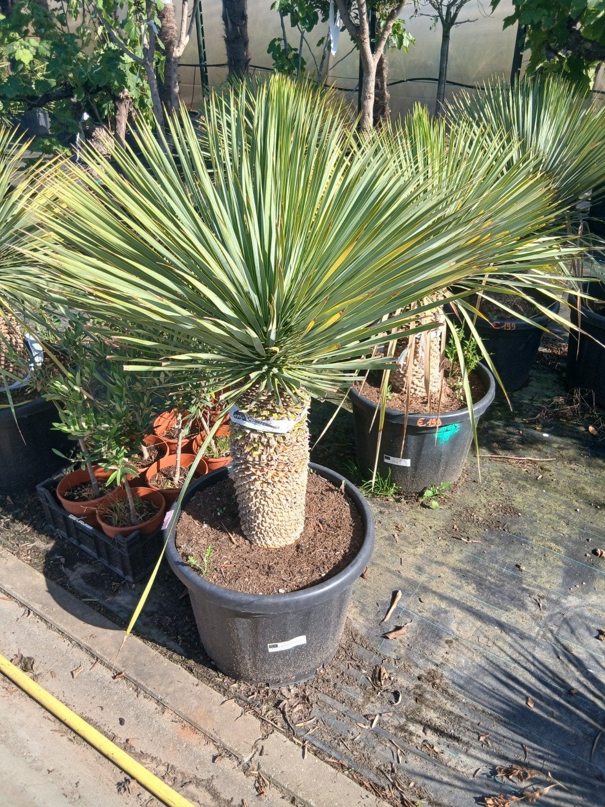 ‼️yucca rostrata aan promoprijzen ‼️, Ophalen
