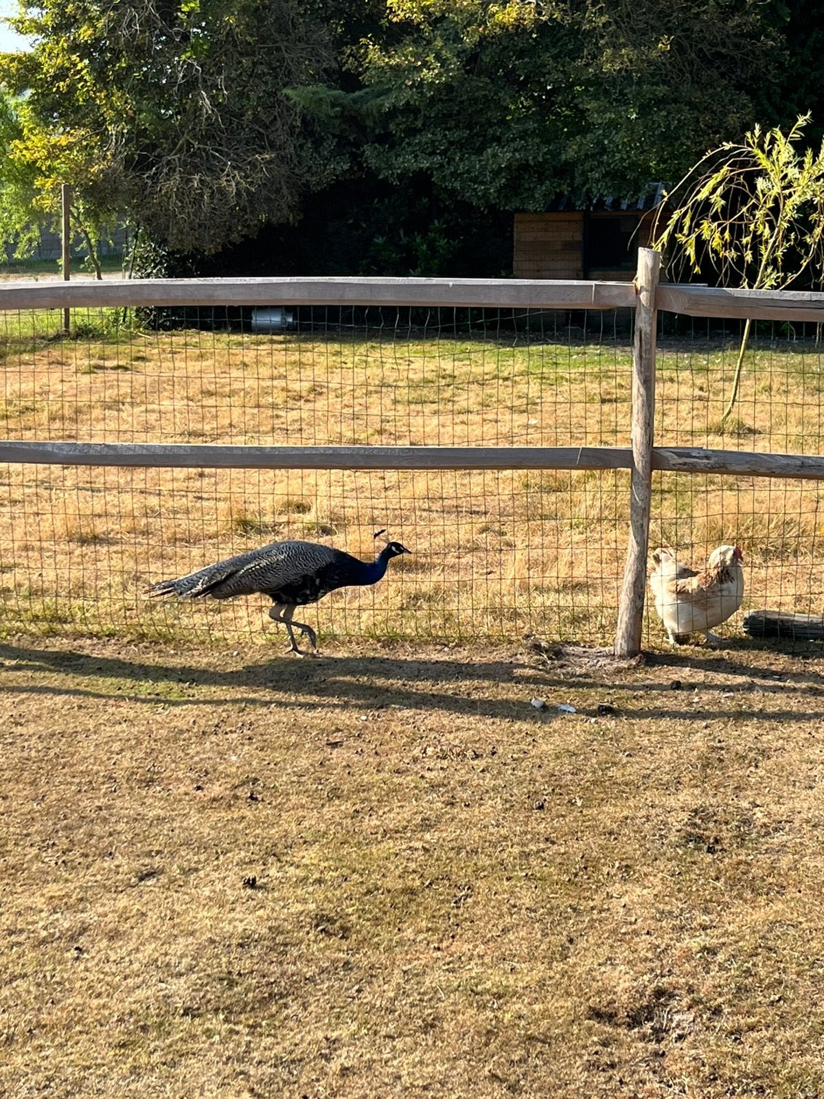 Pauwen, Dieren en Toebehoren