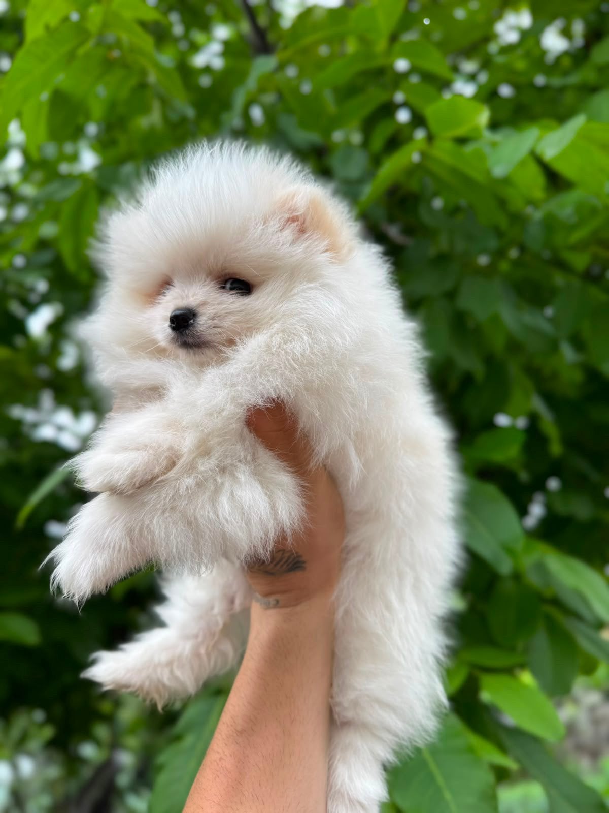 Prachtige mini Pomeriaan pups ( bear face), Parvo, België, Particulier, Keeshond