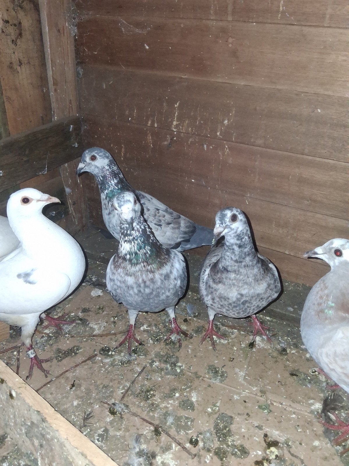 Takla en post duiven, Dieren en Toebehoren
