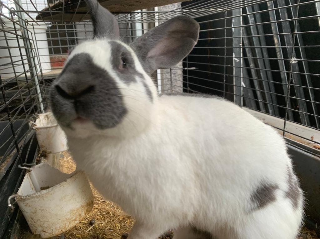 Groot lotharinger, Dieren en Toebehoren, Mannelijk, Groot