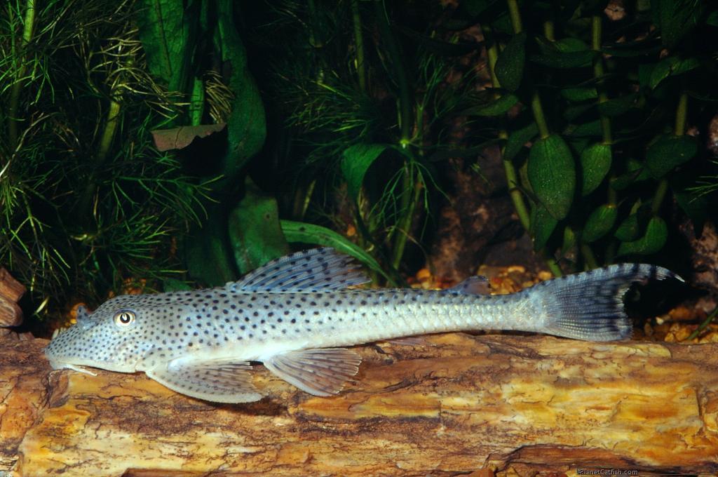 L 123, the cute pleco, Dieren en Toebehoren, Vissen | Aquariumvissen, Zoetwatervis, Vis
