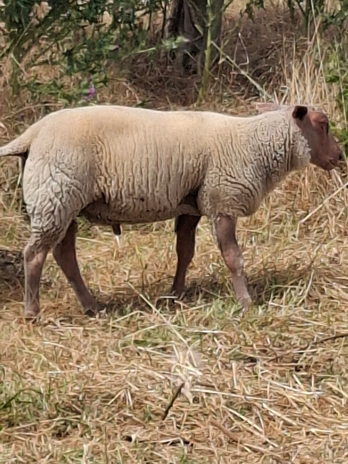 Rouge de l ouest ram lam