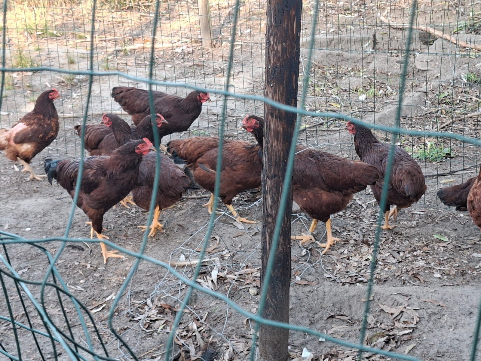 rhode island red hennen