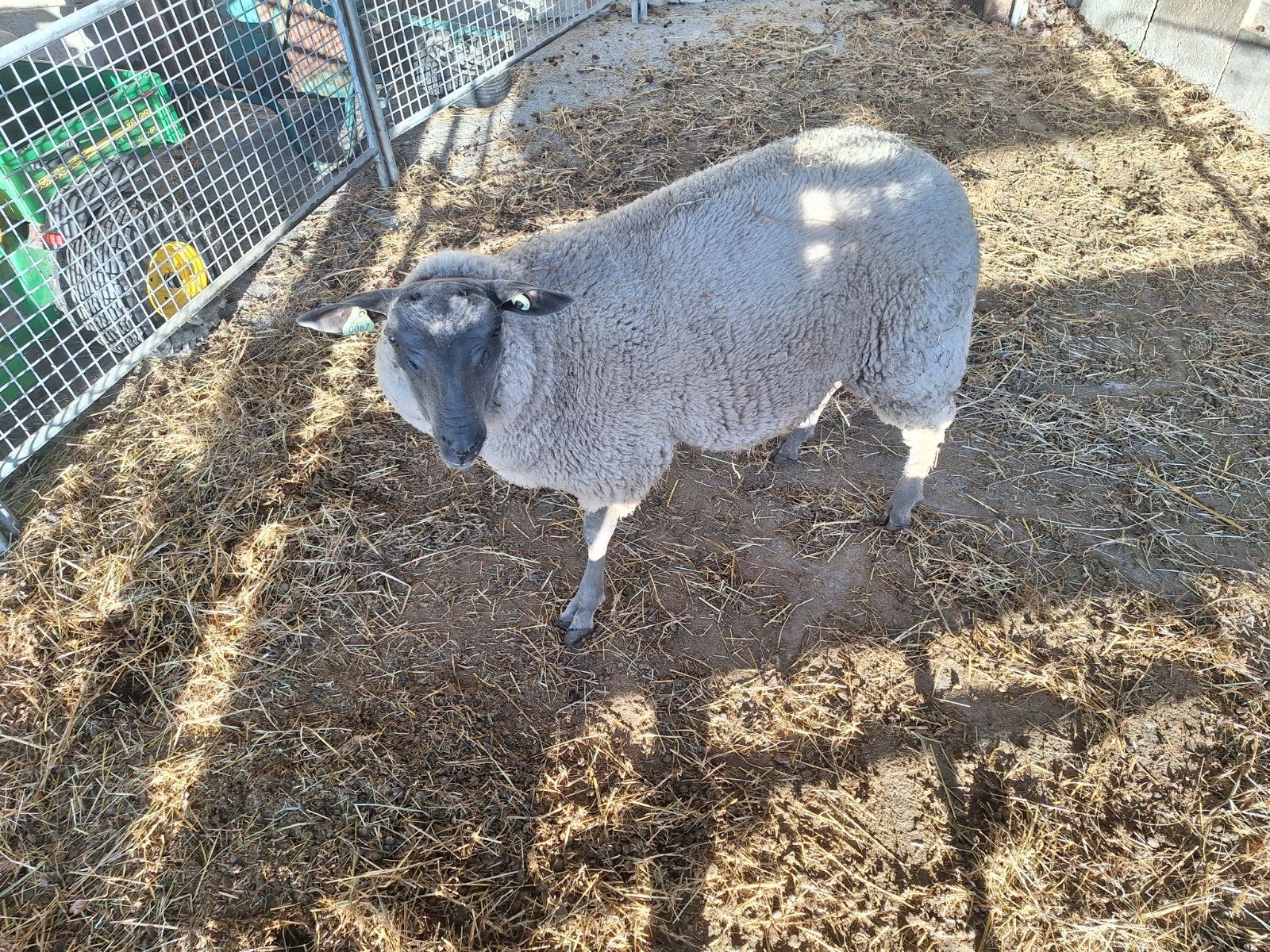 Ramlam bleu du maine, Dieren en Toebehoren, Schapen, Geiten en Varkens