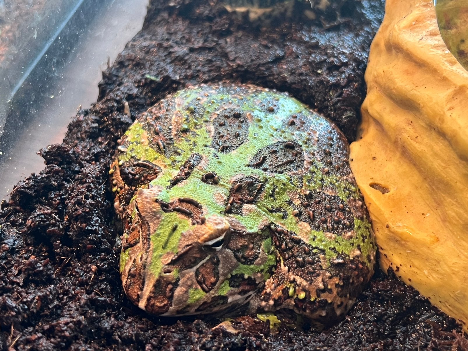 2 jarige Pacman kikker zoekt een nieuwe thuis (incl terra), Animaux & Accessoires, Reptiles & Amphibiens, Amphibien, Avec terrarium