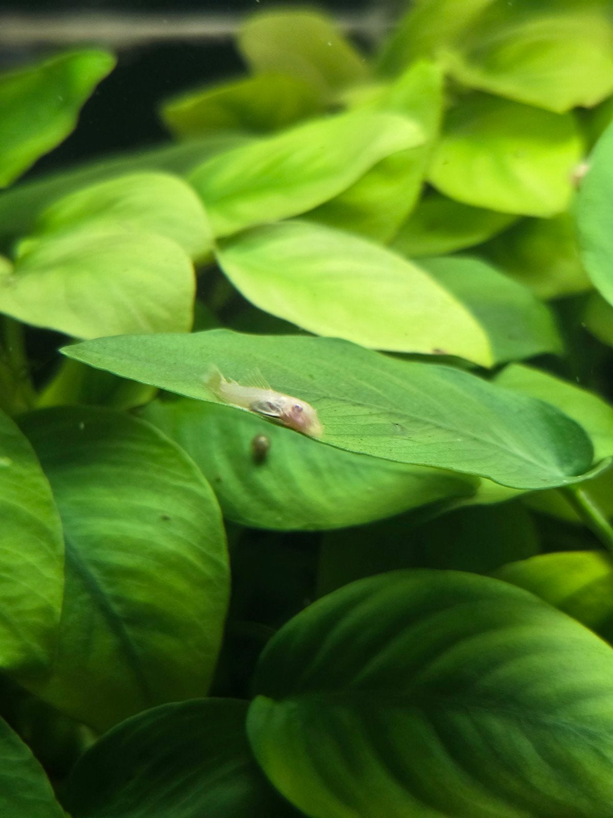 Ancistrus albinos, Animaux & Accessoires