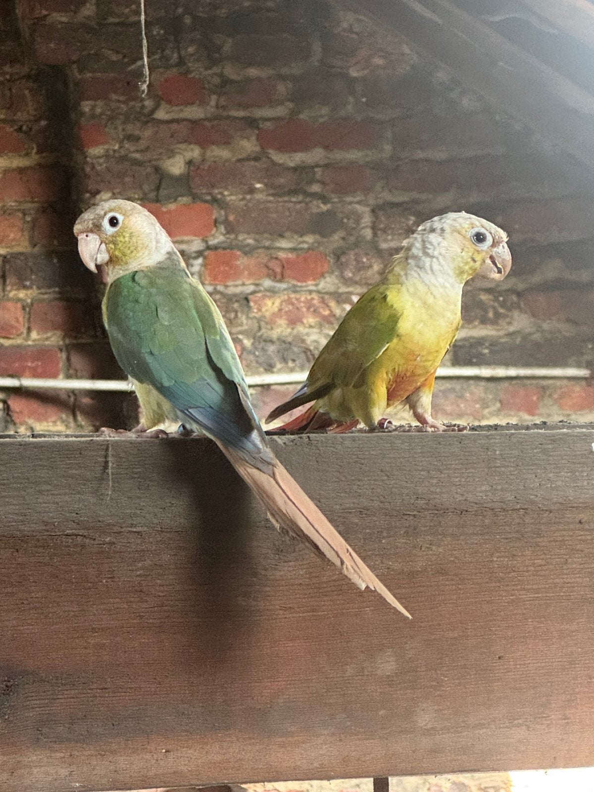 Pyrrhura conure couple Ananas et Cinamone Turquoise, Animaux & Accessoires