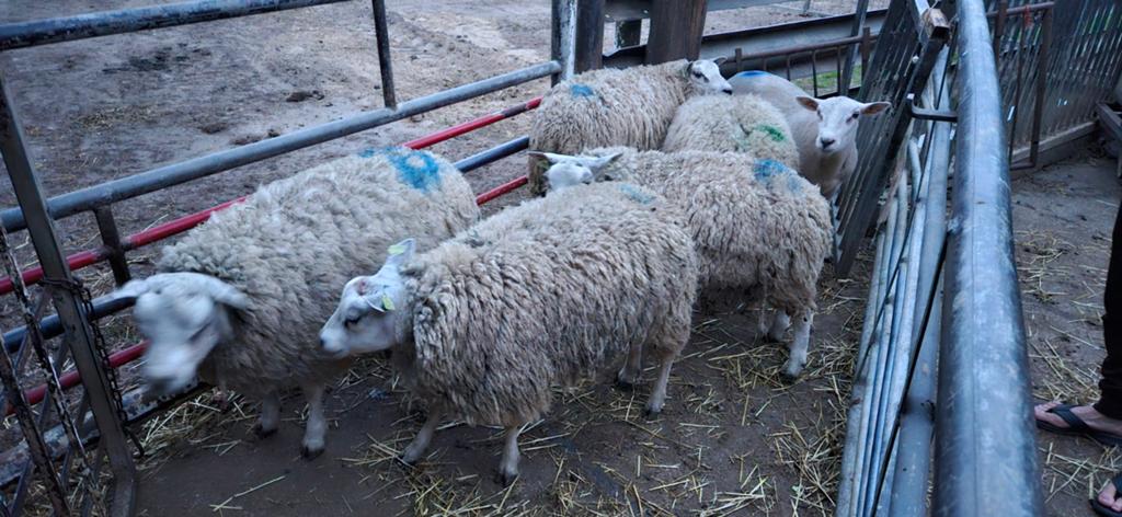 Gezocht: 4 mannelijke schapen (ramlammeren), Dieren en Toebehoren, Schapen, Geiten en Varkens, Schaap