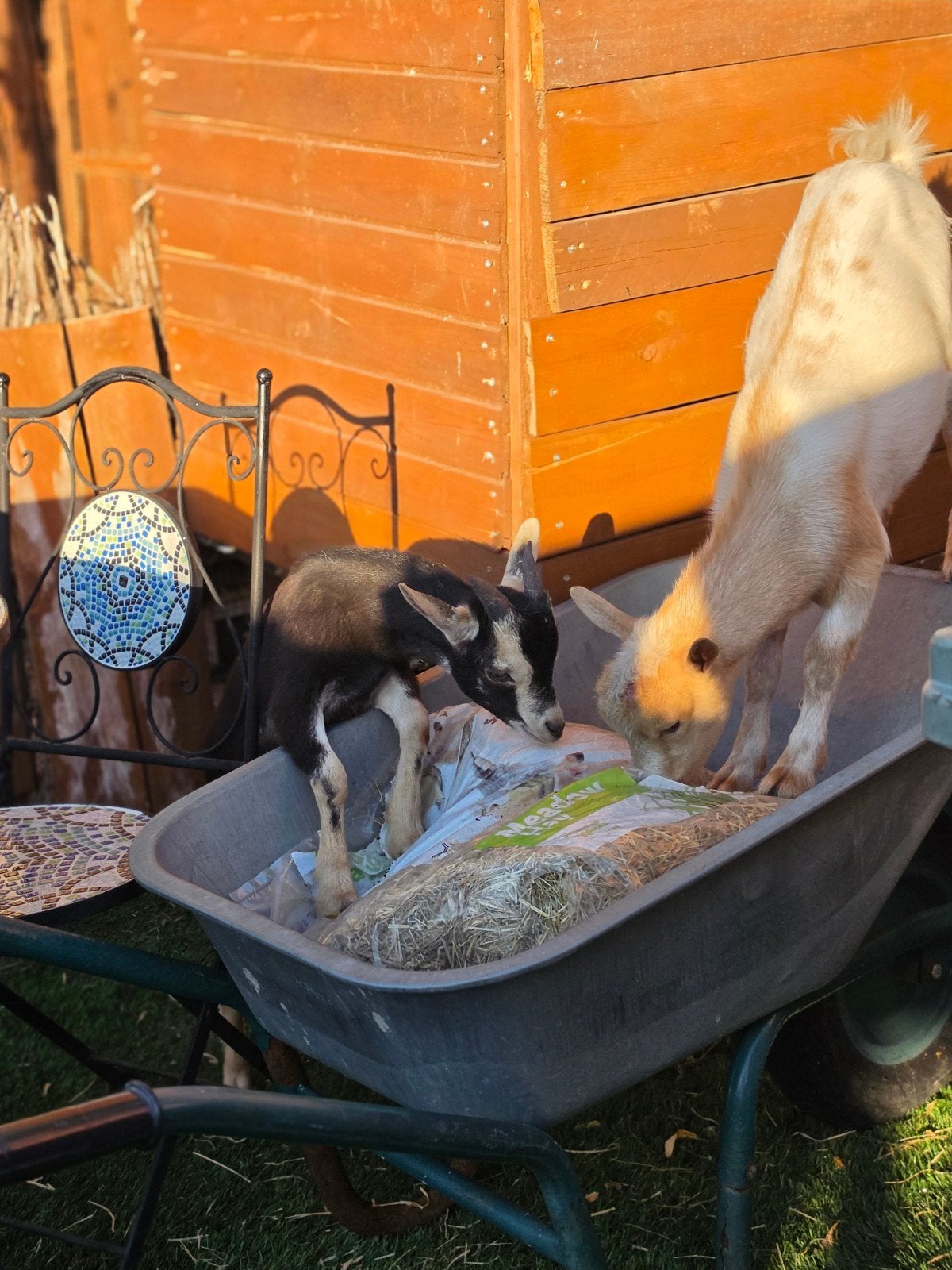 2 tamme en superlieve gecastreerde bokjes van 6 maanden oud
