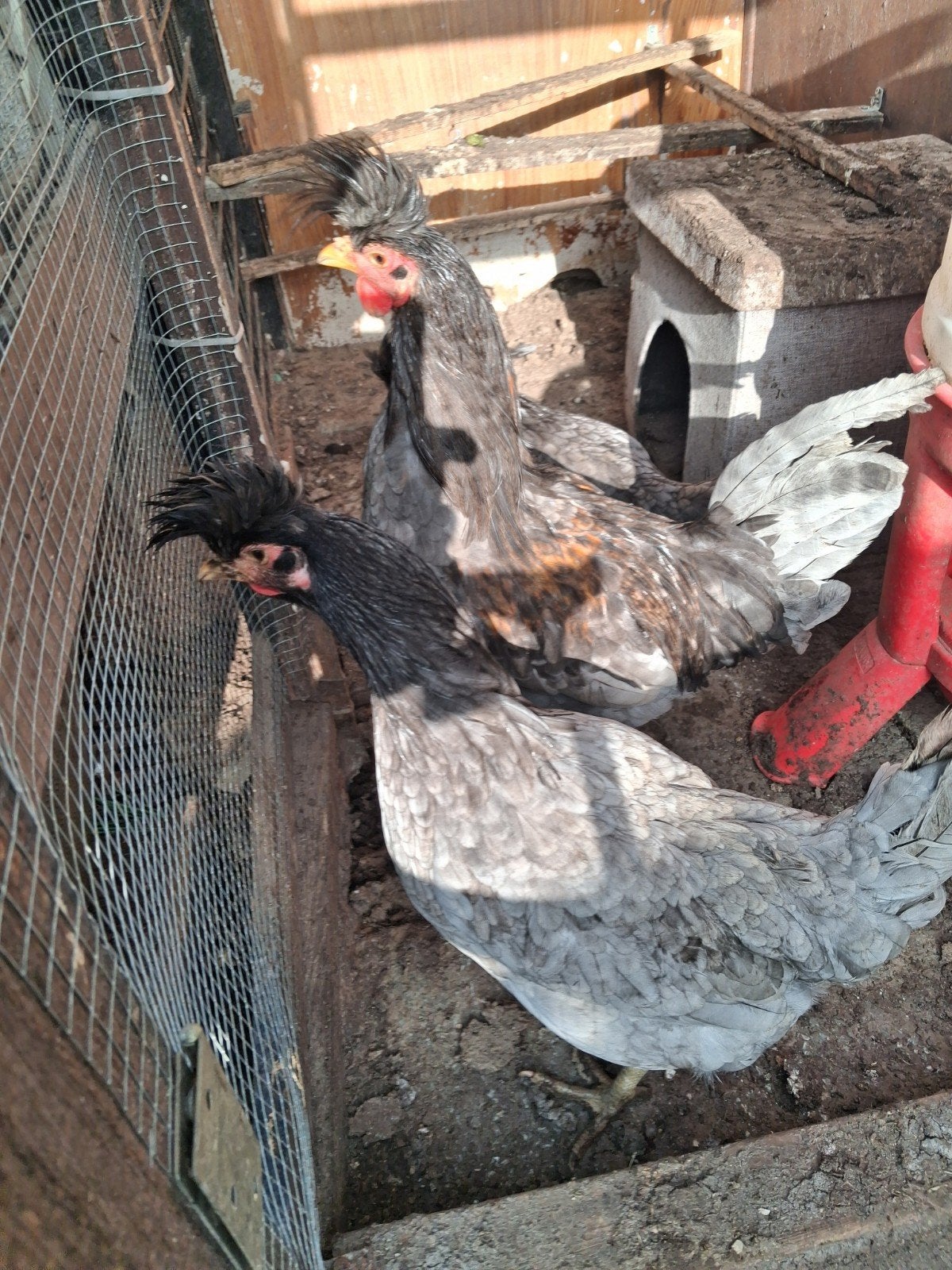 Kosovolangkraaier, Dieren en Toebehoren, Pluimvee