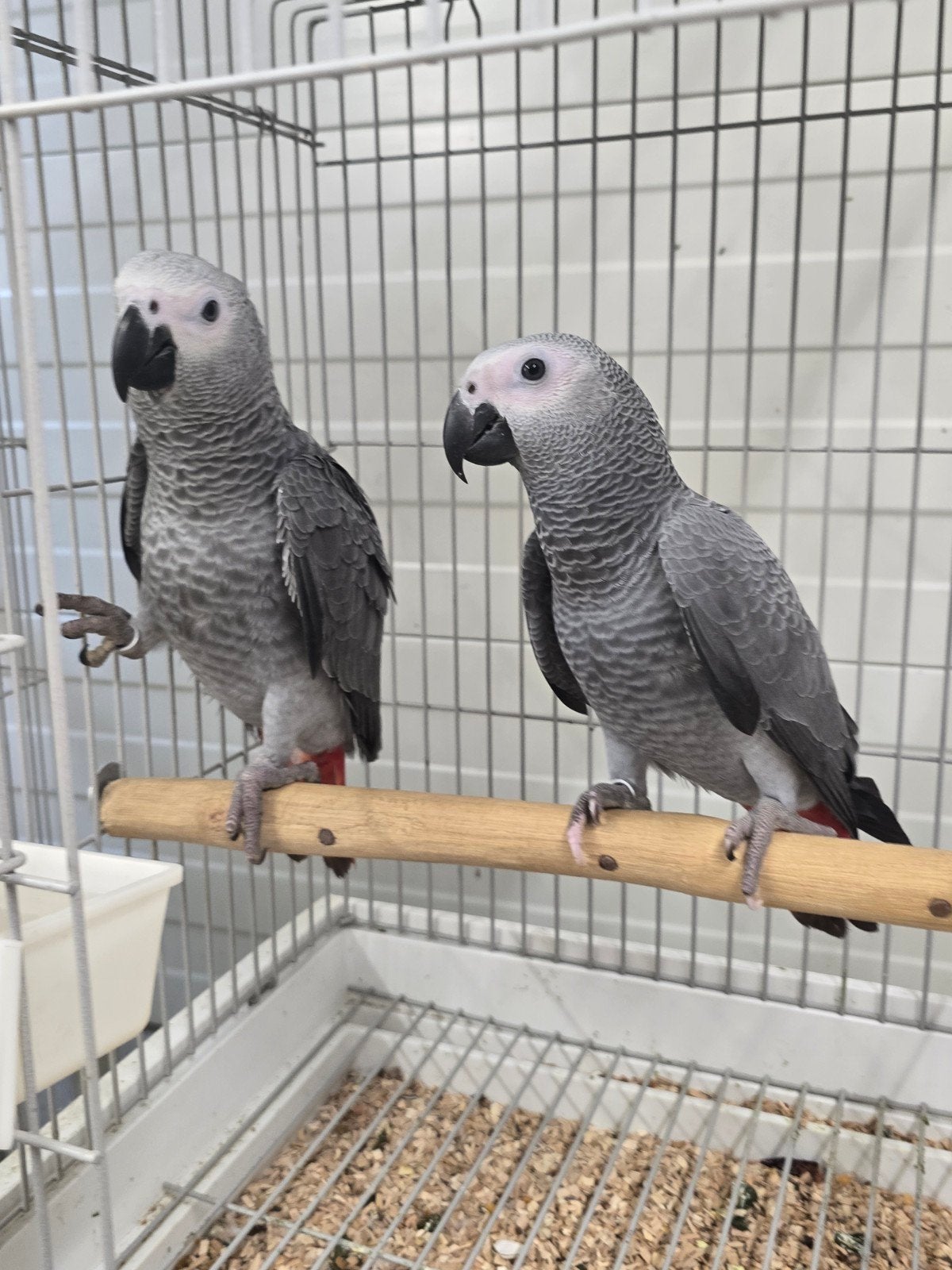 Jonge Tamme grijze Roodstaart papegaai

Voor inlichtingen ku, Dieren en Toebehoren, Papegaai, Tam