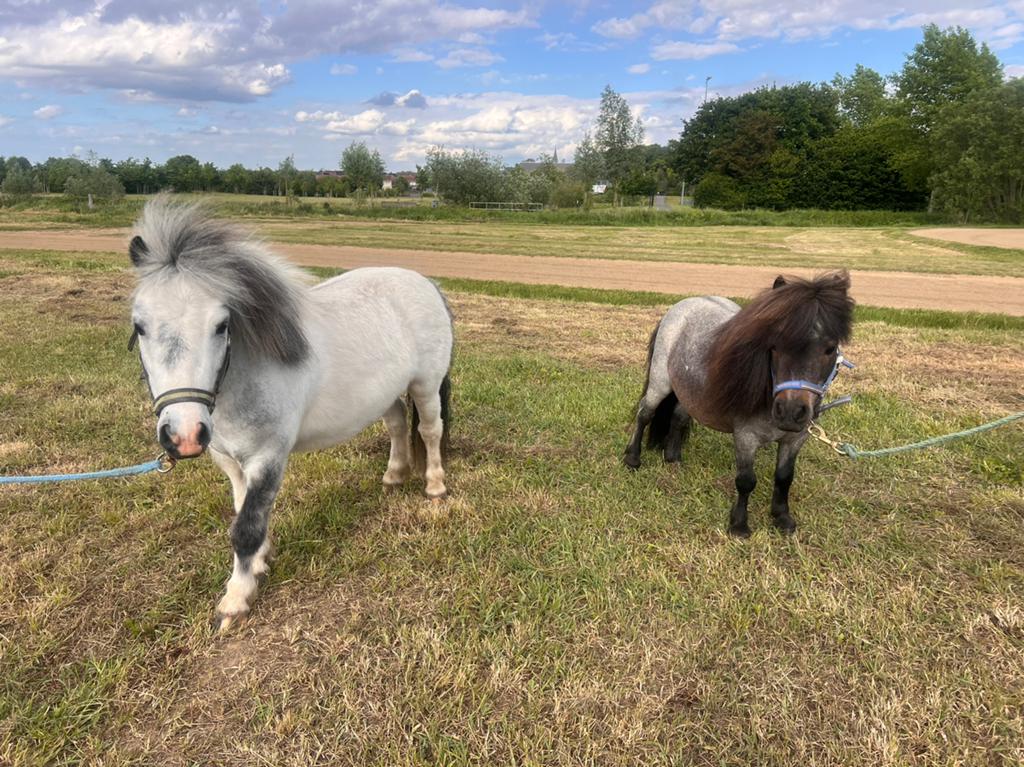 Shetlanders te koop, Dieren en Toebehoren, Pony's, Ruin, A pony (tot 1.17m), Recreatiepony, Gechipt