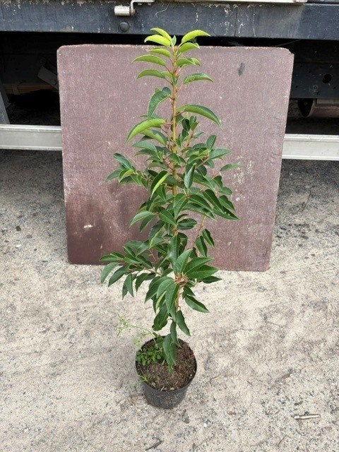 Prunus angustifolia 80/100 Pot 1.5L Portugese laurier, Enlèvement, Laurier, Arbuste, Moins de 100 cm