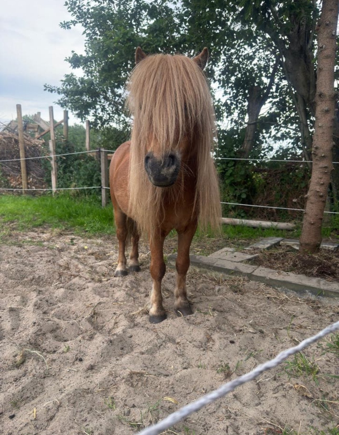 Lieve kinder sprookjes Shetlander 7 jaar, Dieren en Toebehoren, Met stamboom, Dressuurpony, A pony (tot 1.17m), 7 tot 10 jaar