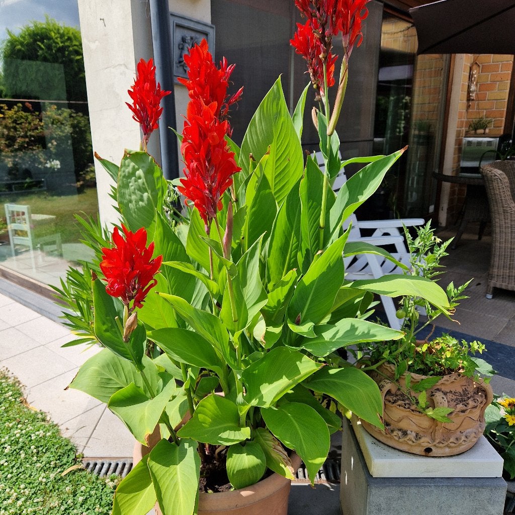 canna's rood, Tuin en Terras, Ophalen