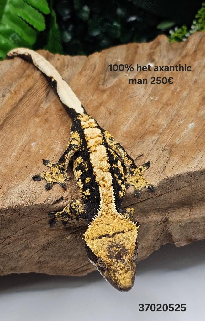 100% het axanthic wimpergekko's, Dieren en Toebehoren, Reptielen en Amfibieën, Hagedis, 0 tot 2 jaar, Tam