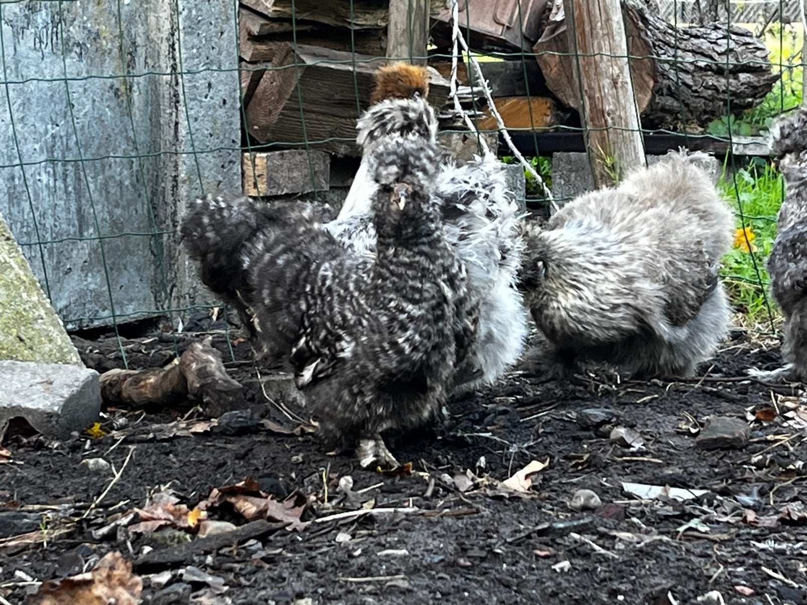 EU zijdehoen hennen, Dieren en Toebehoren, Vrouwelijk, Kip