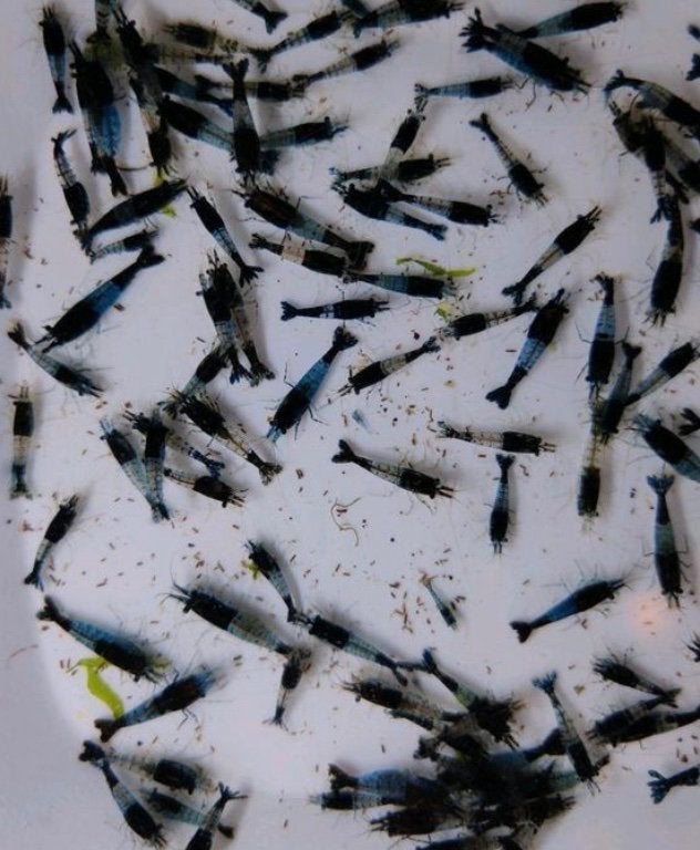 Black rilli garnalen + verzending, Kreeft, Krab of Garnaal, Zoetwatervis, Schoolvis