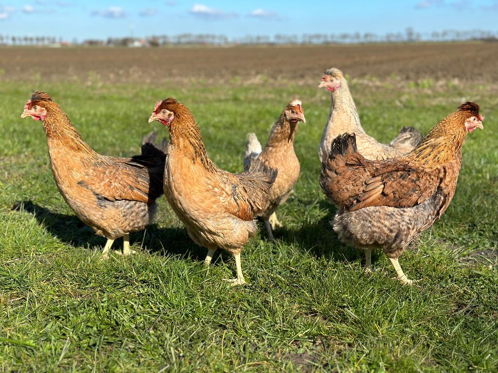 Jonge tamme Cream legbar gesekst en ingeënt, Femelle, Poule ou poulet